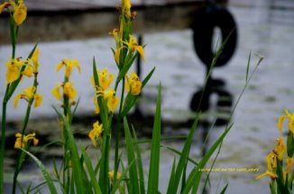 1339854802009.jpg image