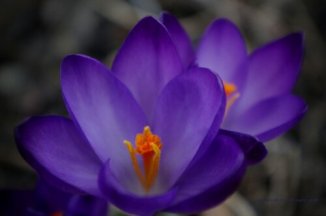 1341015812558.jpg image